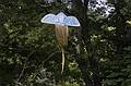 Sept 15, 2008 - Maudslay State Park, Newburyport, Massachusetts.<br />Outdoor Sculpture show.<br />Nancy Sander's "I'll Fly Away" (bamboo, painted Tyvek, fabric).