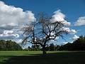 Sept. 15, 2008 - Maudslay State Park, Newburyport, Massachusetts.<br />An old apple tree.