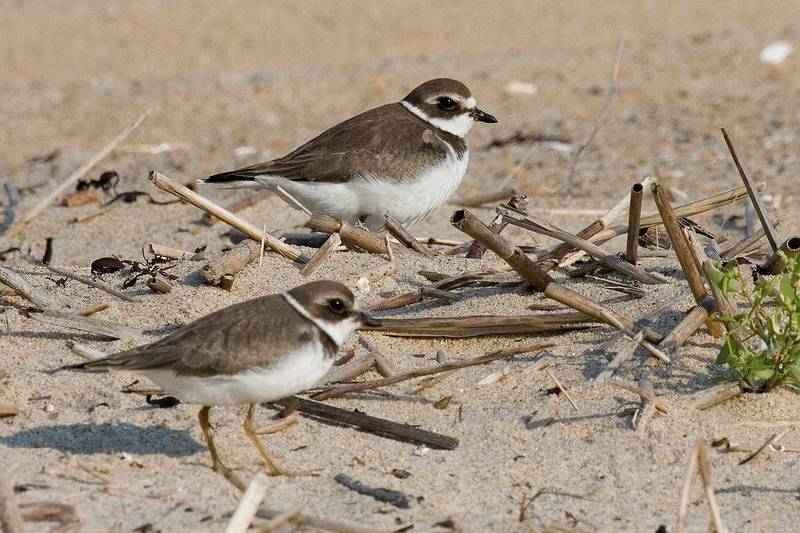 Sept. 21, 2008 - Parker River National Wildlife Refuge, Plum Island, Massachusetts.<br />Semipalmated plovers in nonbreeding plumage.