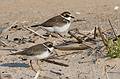 Sept. 21, 2008 - Parker River National Wildlife Refuge, Plum Island, Massachusetts.<br />Semipalmated plovers in nonbreeding plumage.