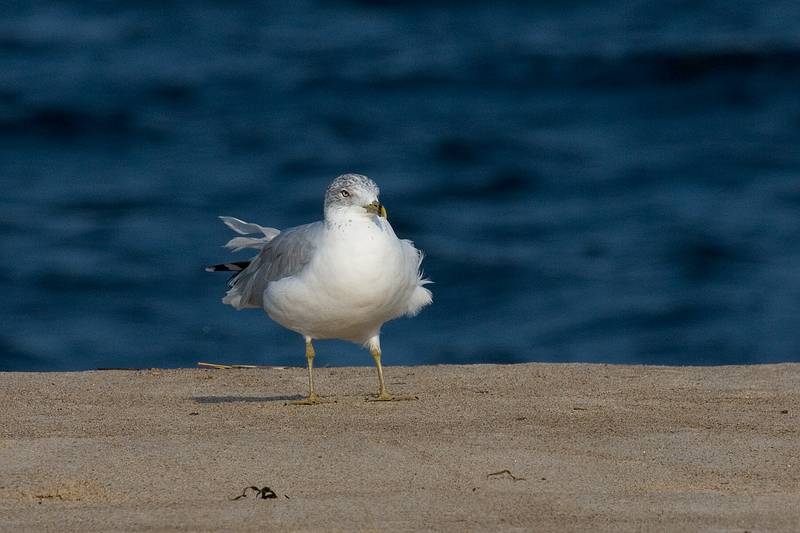 Sept. 21, 2008 - Parker River National Wildlife Refuge, Plum Island, Massachusetts.