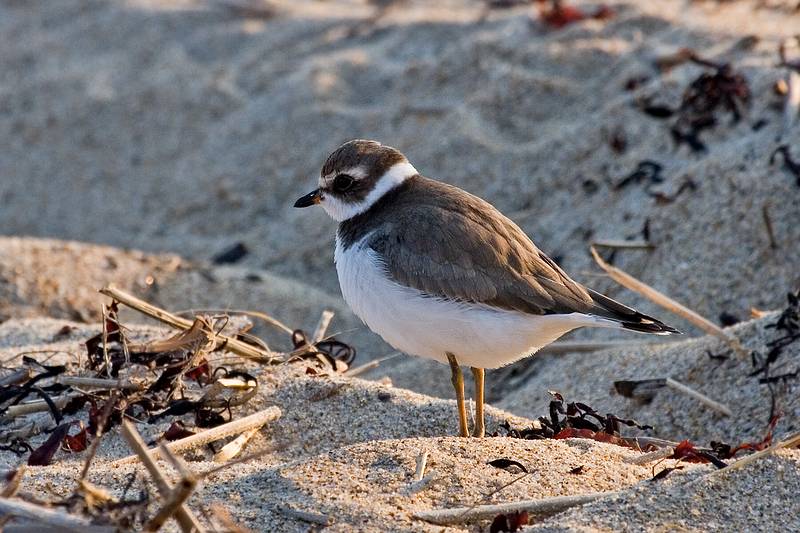Sept. 21, 2008 - Parker River National Wildlife Refuge, Plum Island, Massachusetts.<br />Semipalmated plover in nonbreeding plumage.