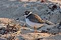 Sept. 21, 2008 - Parker River National Wildlife Refuge, Plum Island, Massachusetts.<br />Semipalmated plover in nonbreeding plumage.