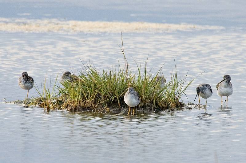 Sept. 21, 2008 - Parker River National Wildlife Refuge, Plum Island, Massachusetts.<br />Yellowlegs (grater or lesser?)