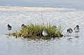 Sept. 21, 2008 - Parker River National Wildlife Refuge, Plum Island, Massachusetts.<br />Yellowlegs (grater or lesser?)