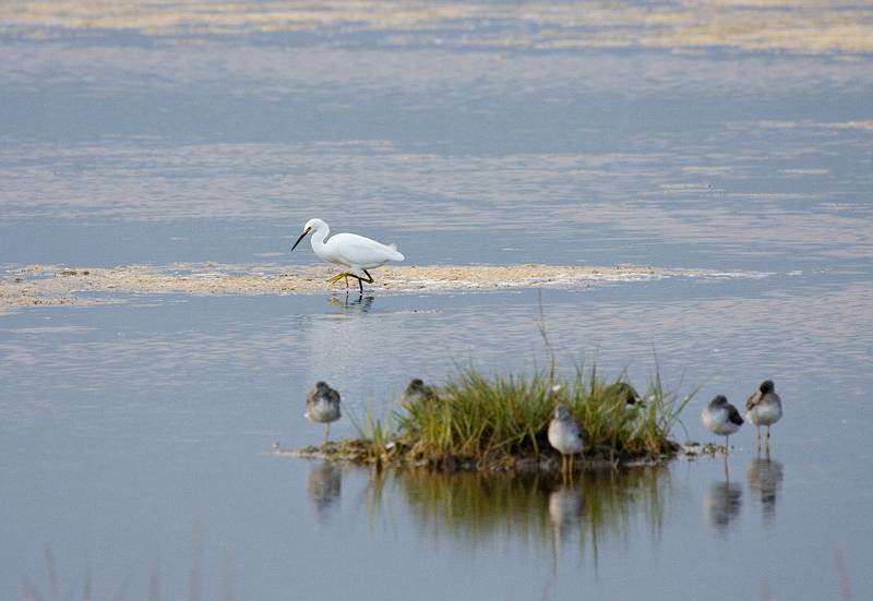 Sept. 21, 2008 - Parker River National Wildlife Refuge, Plum Island, Massachusetts.<br />An egret behind some yellowlegs.