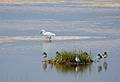 Sept. 21, 2008 - Parker River National Wildlife Refuge, Plum Island, Massachusetts.<br />An egret behind some yellowlegs.