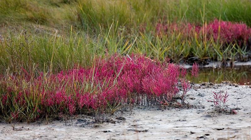 Sept. 21, 2008 - Parker River National Wildlife Refuge, Plum Island, Massachusetts.