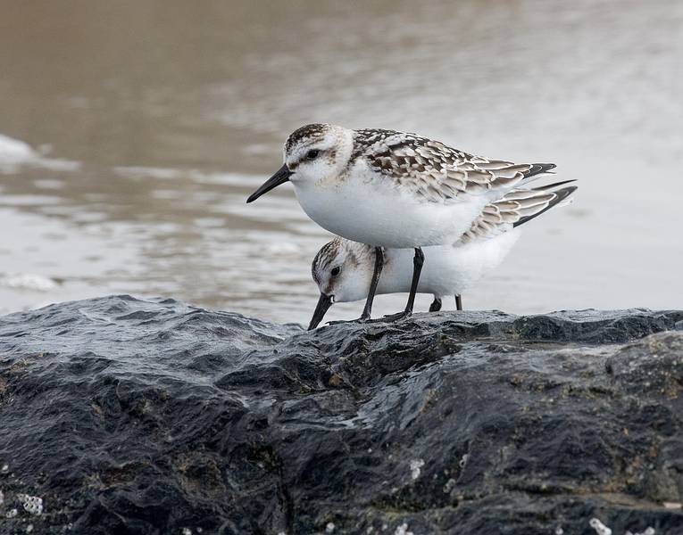 Sept. 22, 2008 - Sandy Point State Reservation, Plum Island, Massachusetts.<br />Sanderlings.