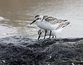 Sept. 22, 2008 - Sandy Point State Reservation, Plum Island, Massachusetts.<br />Sanderlings.