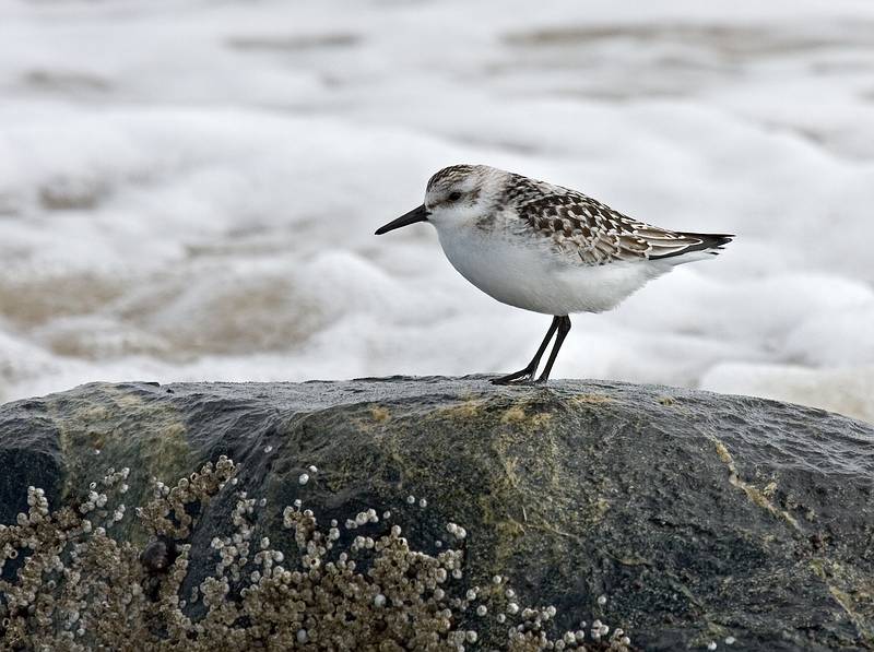 Sept. 22, 2008 - Sandy Point State Reservation, Plum Island, Massachusetts.<br />Sanderling.