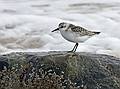 Sept. 22, 2008 - Sandy Point State Reservation, Plum Island, Massachusetts.<br />Sanderling.
