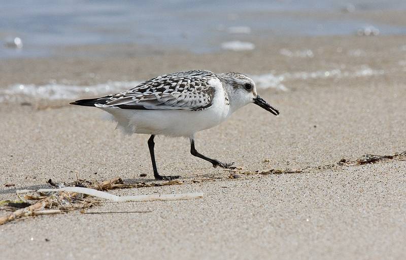 Sept. 22, 2008 - Sandy Point State Reservation, Plum Island, Massachusetts.<br />Sanderling.