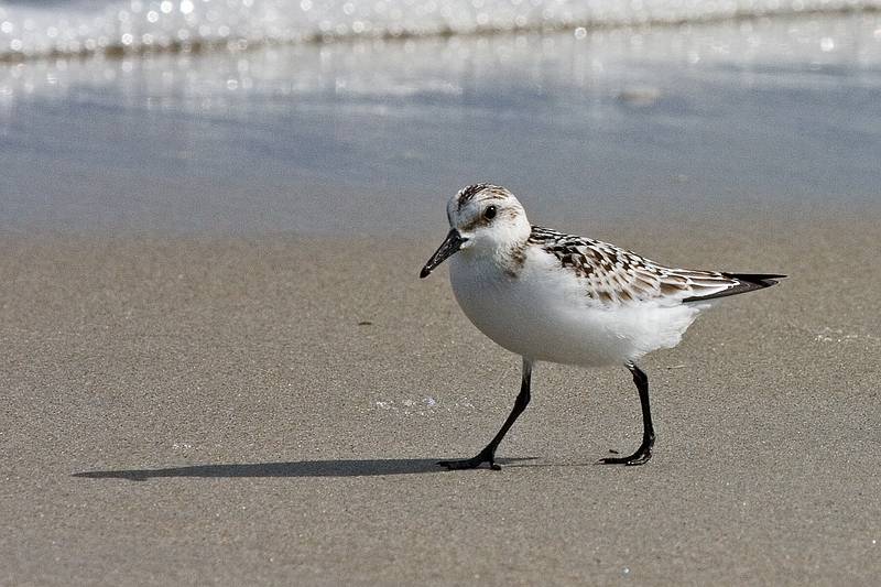 Sept. 22, 2008 - Sandy Point State Reservation, Plum Island, Massachusetts.<br />Sanderling.