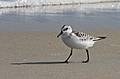 Sept. 22, 2008 - Sandy Point State Reservation, Plum Island, Massachusetts.<br />Sanderling.