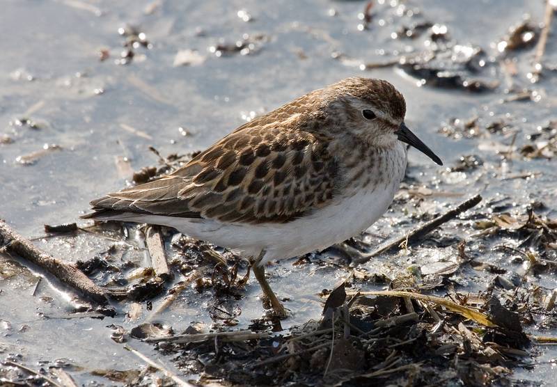 Sept. 22, 2008 - Sandy Point State Reservation, Plum Island, Massachusetts.<br />Sanderling.