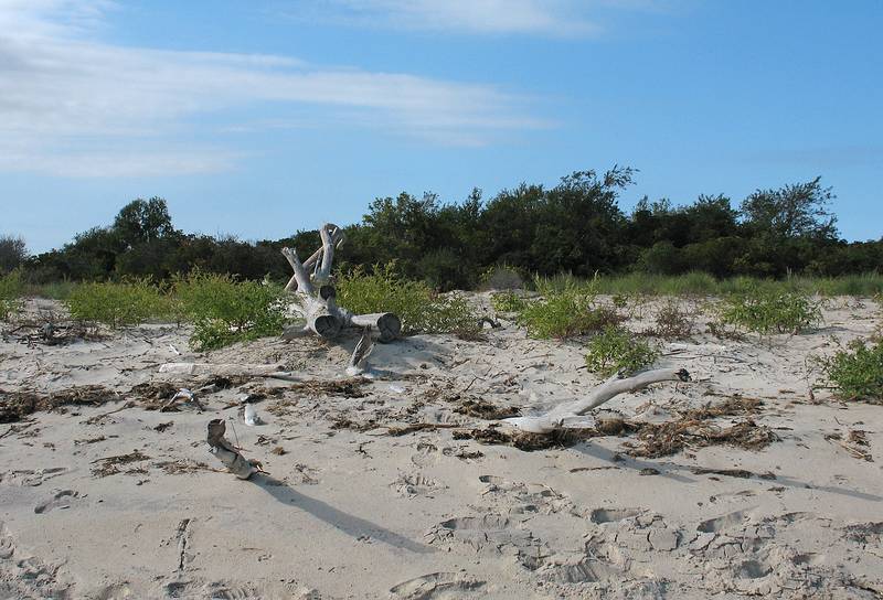 Sept. 22, 2008 - Sandy Point State Reservation, Plum Island, Massachusetts.<br />The sea toppled tree continues to disappear into its surroundings.