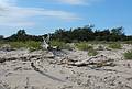 Sept. 22, 2008 - Sandy Point State Reservation, Plum Island, Massachusetts.<br />The sea toppled tree continues to disappear into its surroundings.