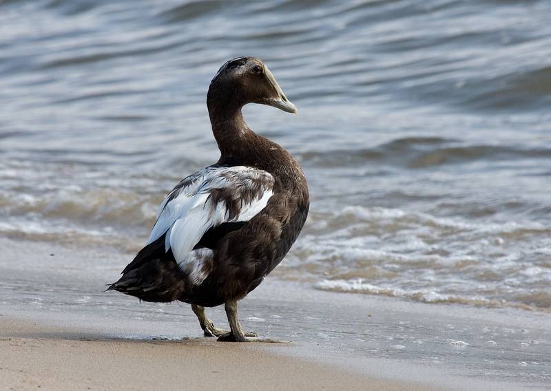 Sept. 22, 2008 - Sandy Point State Reservation, Plum Island, Massachusetts.<br />Eider duck.