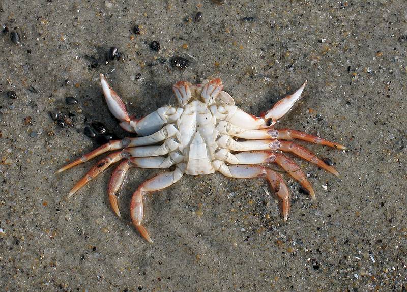 Sept. 25, 2008 - Sandy Point State Reservation, Plum Island, Massachusetts.