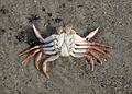 Sept. 25, 2008 - Sandy Point State Reservation, Plum Island, Massachusetts.
