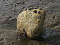 Sept. 25, 2008 - Sandy Point State Reservation, Plum Island, Massachusetts.