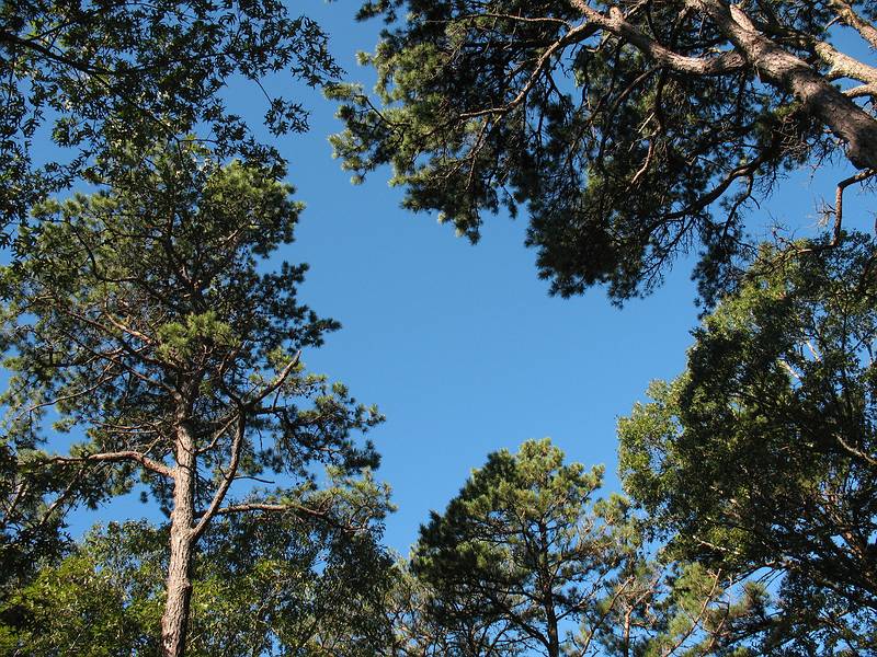 October 4, 2008 - Nickerson State Park, Brewster, Cape Cod, Massachusetts.<br />Treetops above our campsite (Area 2, site 122).