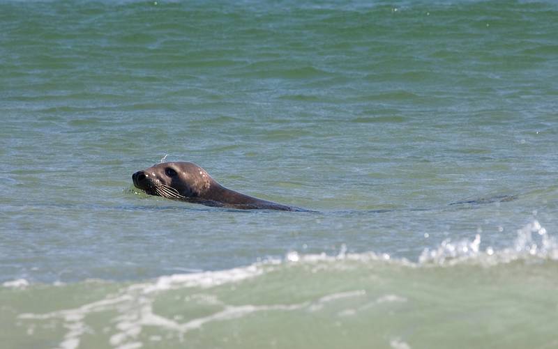 October 4, 2008 - Nauset Beach, Orleans, Cape Cod, Massachusetts.<br />The seals were patrolling the beach and checking out the humans on it.