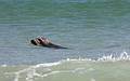 October 4, 2008 - Nauset Beach, Orleans, Cape Cod, Massachusetts.<br />The seals were patrolling the beach and checking out the humans on it.