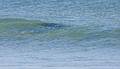 October 4, 2008 - Nauset Beach, Orleans, Cape Cod, Massachusetts.<br />The seals were patrolling the beach and checking out the humans on it.