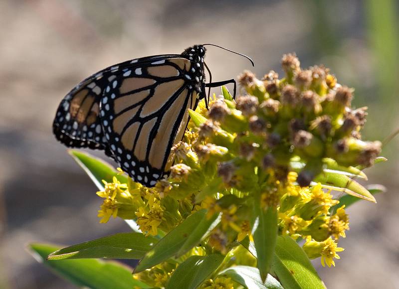 October 4, 2008 - Marconi Station Site, National Seashore, Cape Cod, Massachusetts.<br />Monarch butterfly on goldenrod.