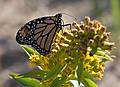 October 4, 2008 - Marconi Station Site, National Seashore, Cape Cod, Massachusetts.<br />Monarch butterfly on goldenrod.