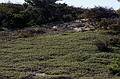 October 4, 2008 - Marconi Station Site, National Seashore, Cape Cod, Massachusetts.<br />Bearberry.