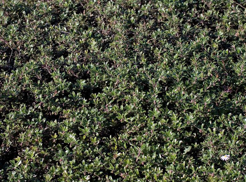 October 4, 2008 - Marconi Station Site, National Seashore, Cape Cod, Massachusetts.<br />Bearberry.