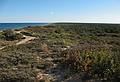 October 4, 2008 - Marconi Station Site, National Seashore, Cape Cod, Massachusetts.<br />Looking south over the vegetation at the top of the dune.