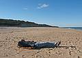 October 4, 2008 - Marconi Beach, National Seashore, Cape Cod, Massachusetts.<br />Looking north. Joyce.