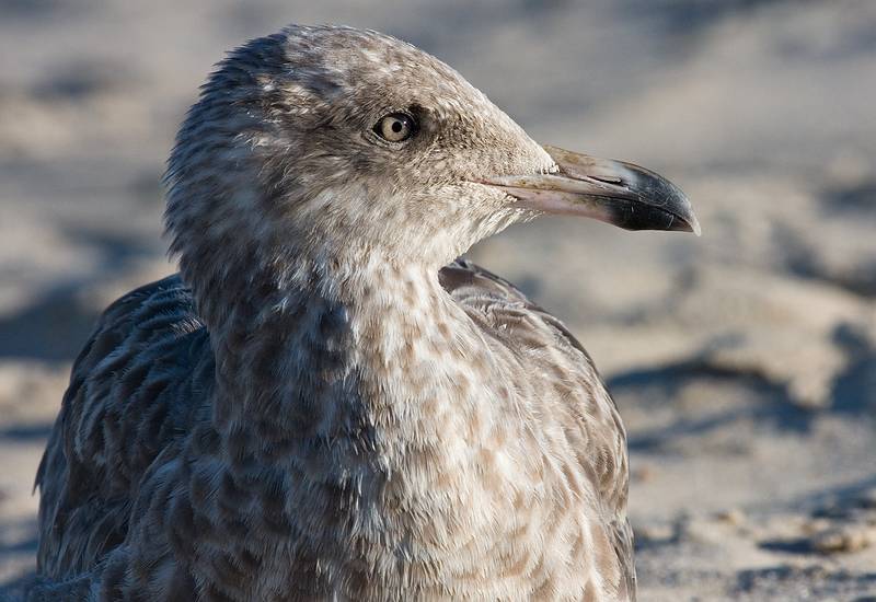 October 4, 2008 - Marconi Beach, National Seashore, Cape Cod, Massachusetts.<br />Seagull.