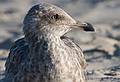 October 4, 2008 - Marconi Beach, National Seashore, Cape Cod, Massachusetts.<br />Seagull.