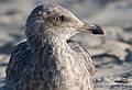 October 4, 2008 - Marconi Beach, National Seashore, Cape Cod, Massachusetts.<br />Seagull.