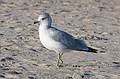 October 4, 2008 - Marconi Beach, National Seashore, Cape Cod, Massachusetts.<br />Seagull.