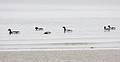 October 5, 2008 - Nickerson State Park beach, Brewster, Cape Cod, Massachusetts.<br />Brant ducks.