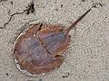 October 5, 2008 - Great Island, Cape Cod National Seashore, Massachusetts.<br />Horseshoe crab shell with ladybug.