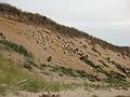 October 5, 2008 - Great Island, Cape Cod National Seashore, Massachusetts.<br />Seagulls on sand dune.