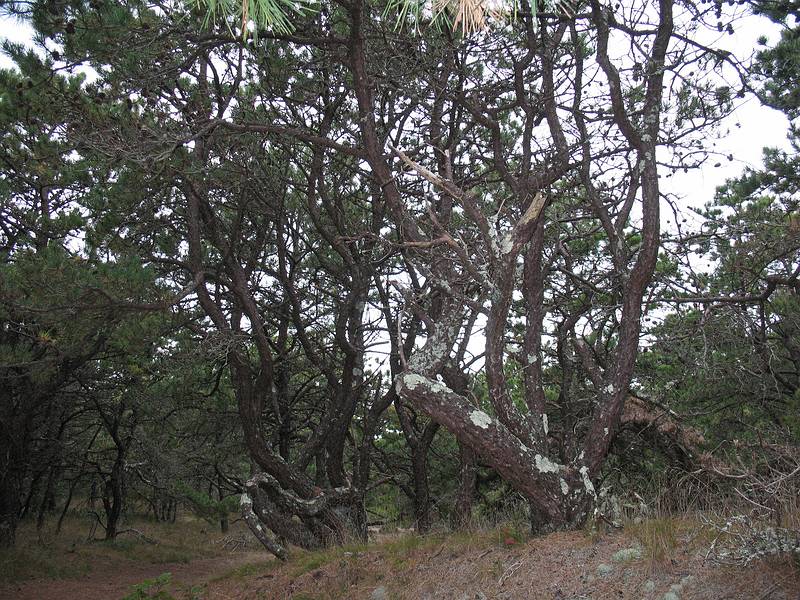 October 5, 2008 - Great Island, Cape Cod National Seashore, Massachusetts.<br />Woods on Great Beach Hill.