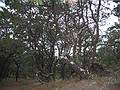 October 5, 2008 - Great Island, Cape Cod National Seashore, Massachusetts.<br />Woods on Great Beach Hill.