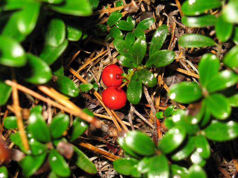 October 5, 2008 - Great Island, Cape Cod National Seashore, Massachusetts.<br />Bearberry?