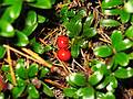 October 5, 2008 - Great Island, Cape Cod National Seashore, Massachusetts.<br />Bearberry?