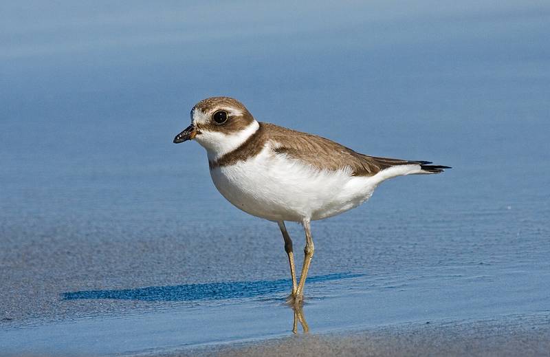 October 7, 2008 - Sandy Point State Reservation, Plum Island, Massachusetts.<br />Semipalmated plover in non-breeding plumage.