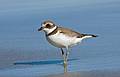 October 7, 2008 - Sandy Point State Reservation, Plum Island, Massachusetts.<br />Semipalmated plover in non-breeding plumage.
