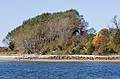 October 7, 2008 - Sandy Point State Reservation, Plum Island, Massachusetts.<br />Trees on Ipswich Bluff.